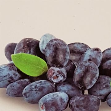 Lonicera Morena v2
