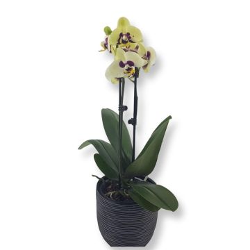 Phalaenopsis bicolor