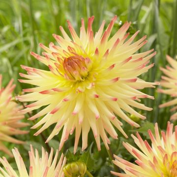 Dahlia Spassmacher