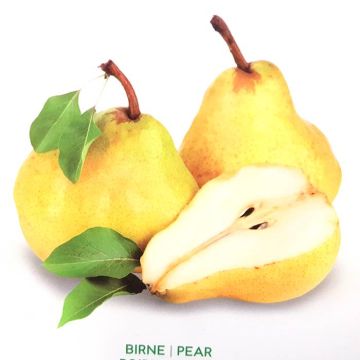 Pyrus C Williams