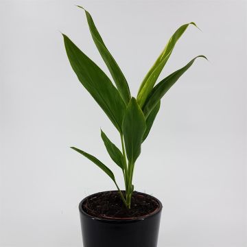 Cordyline fr Conga