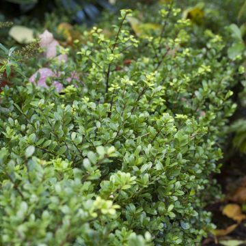 Ilex crenata Dark Green