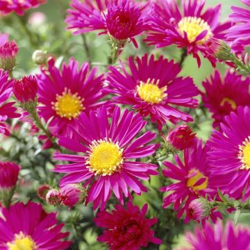 Aster novi-belgii Crimson Brocade