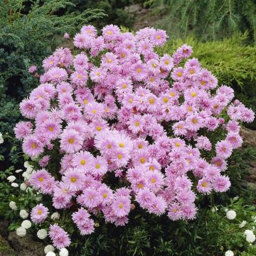 Aster nov-belgii Fellowship