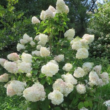 Hydrangea pan Silver Dollar