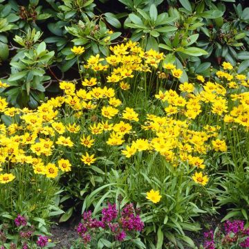 Coreopsis grandiflora Sonnenkind