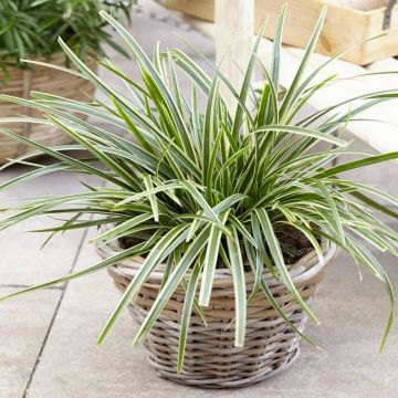 Carex morrowii Ice Dance