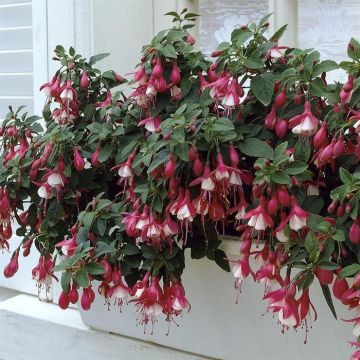 Fuchsia Lady Thumb
