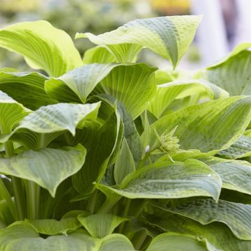 Hosta Climax