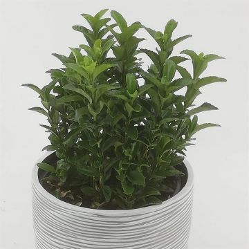 Euonymus Gren Spire