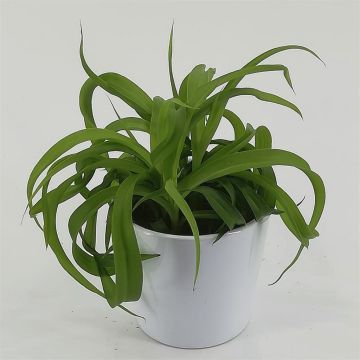 Chlorophytum bonnie Green