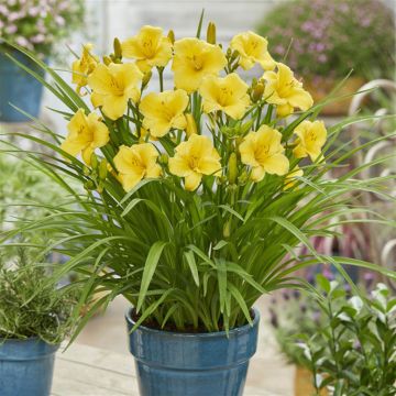 Hemerocallis Everydaylily Gold