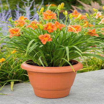 Hemerocallis EveryDaylily™ Orange®