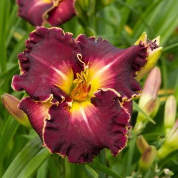 Hemerocallis Excellent