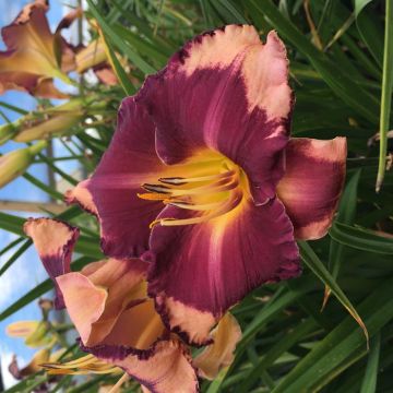 Hemerocallis Grape Sherbert