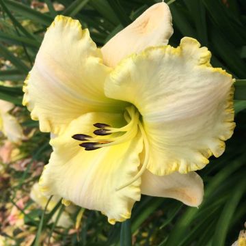 Hemerocallis Spacecoast White Out