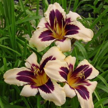 Hemerocallis Wild Horses