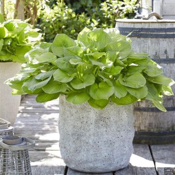 Hosta Banana Kid