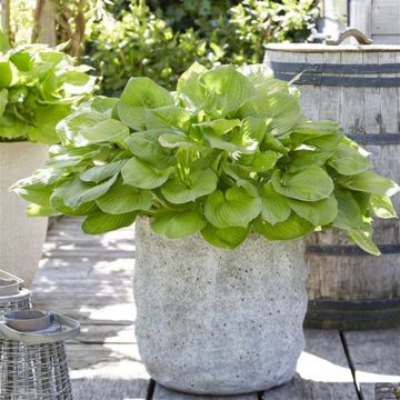 Hosta Banana Kid