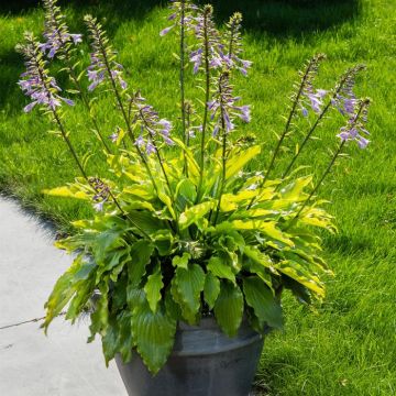 Hosta Get Nekkid