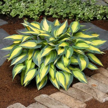 Hosta Magic Island Hosta Magic Island