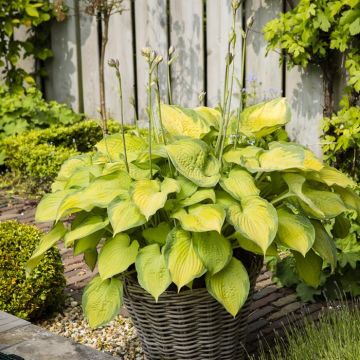Hosta Old Glory