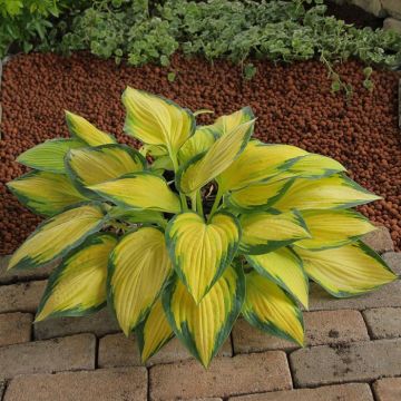Hosta Orange Marmalade