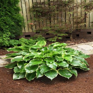 Hosta Sugar and Spice