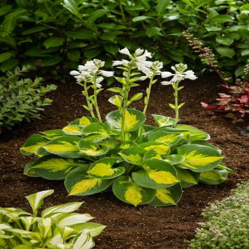 Hosta Sunset Grooves
