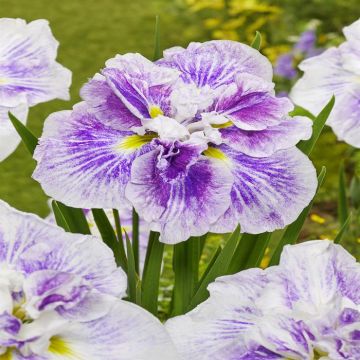 Iris Ensata Dinner Plate Cheese Cake