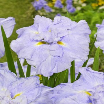 Iris Ensata Dinner Plate Ice Cream