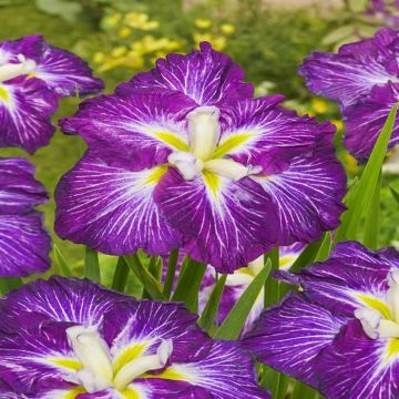 Iris Ensata Dinner Plate Jell O
