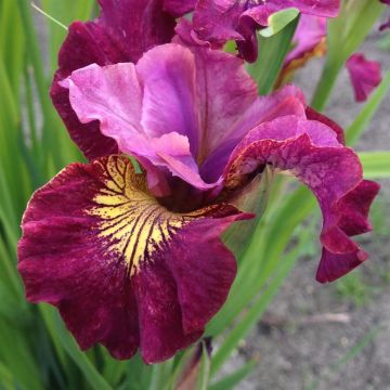 Iris Sibirica Miss Apple
