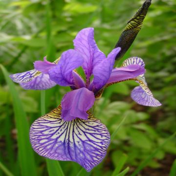 Iris Sibirica Shaker's Prayer