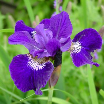 Iris Sibirica Shirley Pope
