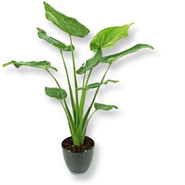 Alocasia Cucullata 17 cm