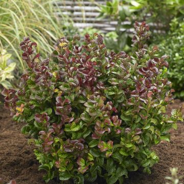 Leucothoe axillaris Curly Red