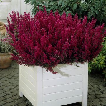 Erica gracilis