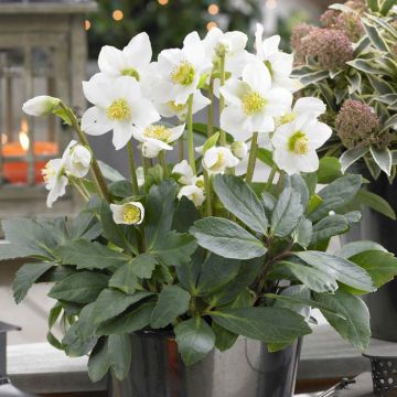 helleborus visi74873