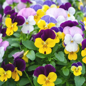 viola cornuta visi184104