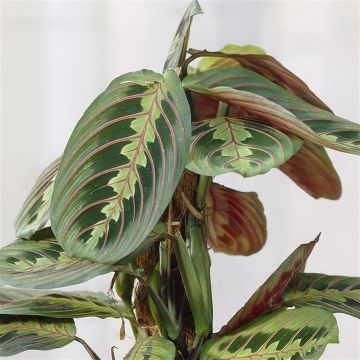 Maranta leuconeura Fascinator