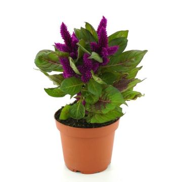 Celosia Paars