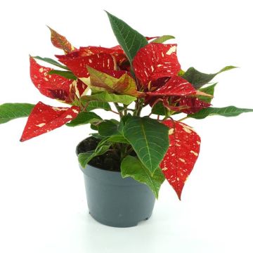 Euphorbia pulcherrima Rood met wite vlekken