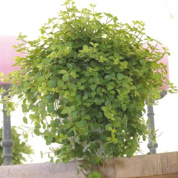 Peperomia rotundifolia