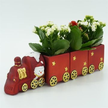 Christmas train Kalanchoe