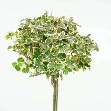Euyonimus stam 90cm closeup