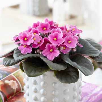 Saintpaulia roze