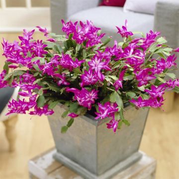 Schlumbergera pink