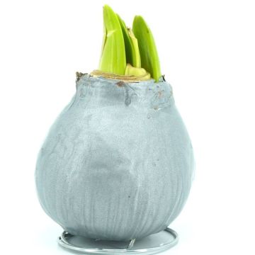 Silver waxed Amaryllis with metal base