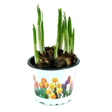 Narcisssus tete a tete